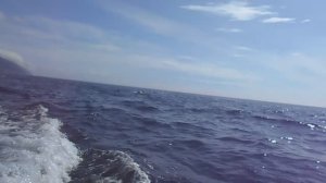 Дельфины в Японском море