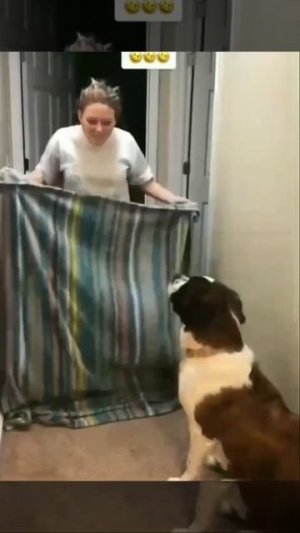 Пёсик в шоке от таких фокусов