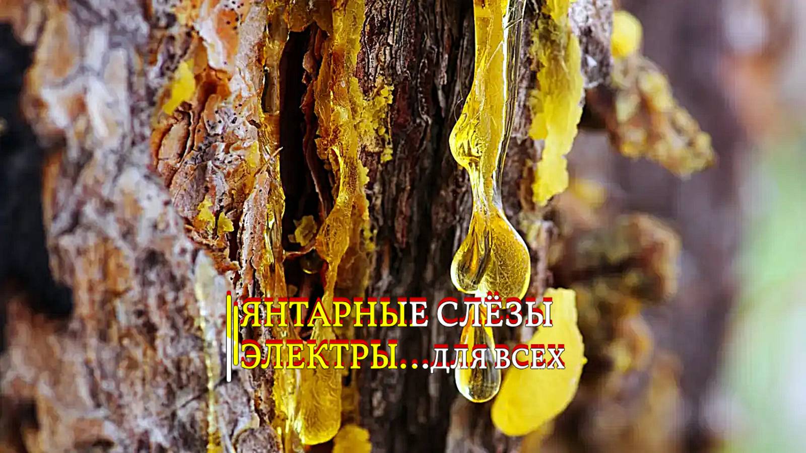 ЯНТАРНЫЕ СЛЁЗЫ ЭЛЕКТРЫ... ДЛЯ ВСЕХ смотреть онлайн