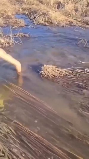 Видео от За Трофеем: Охота и Рыбалка