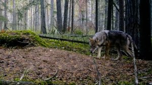Дикие выходные с Павлом Глазковым. 11 октября