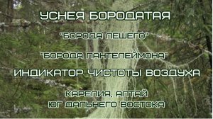 Уснея бородатая