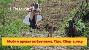 Muôn и друзья из Вьетнама. Та́ро. Сбор  в лесу.