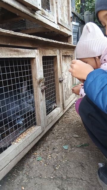 Кормим кролика Эльзу