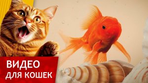 Видео для кошек - Золотая рыбка в лучах солнца (Развлеки своего кота)