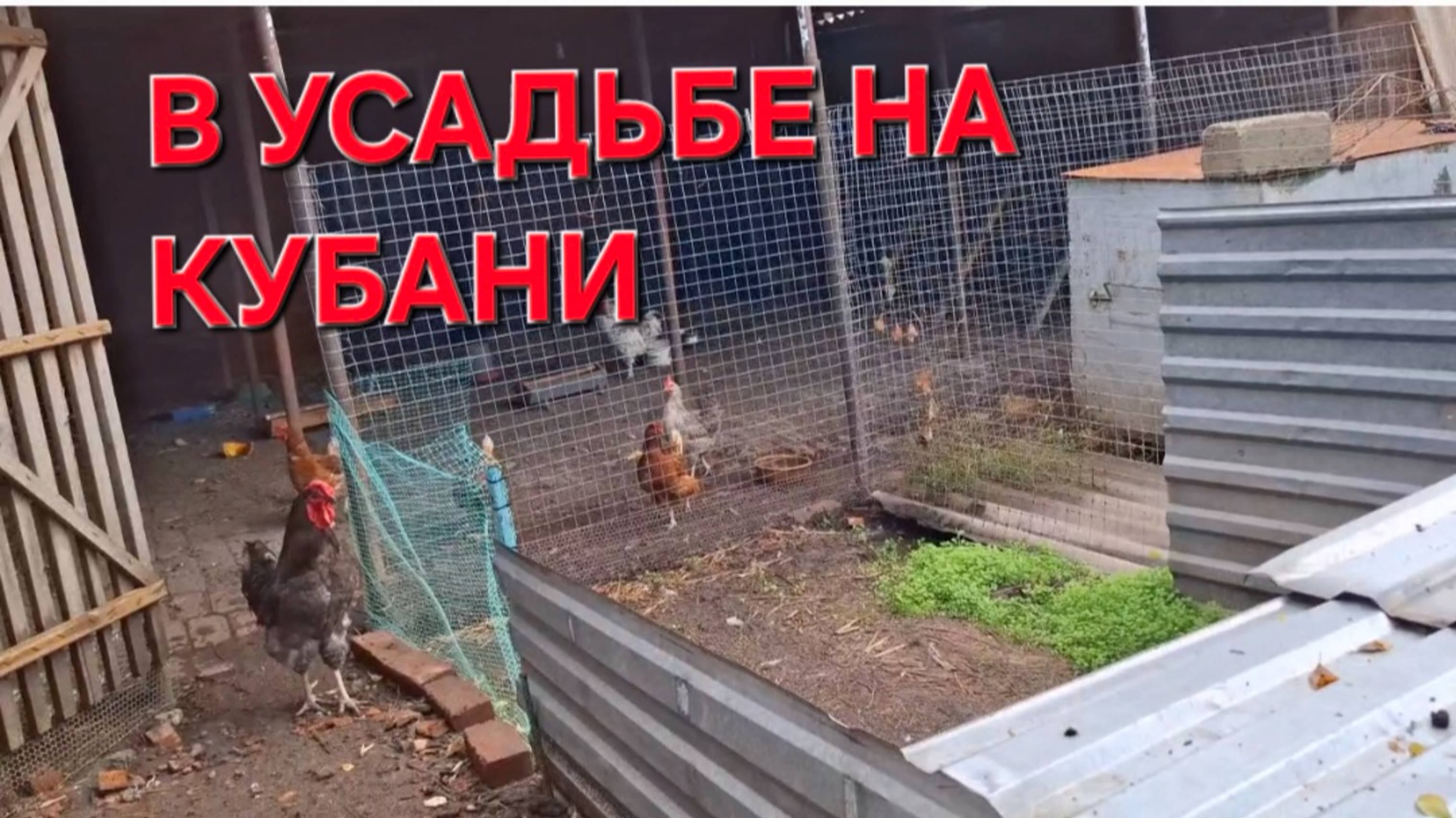 818 Простая жизнь в усадьбе на Кубани. И чтобы ноги не мёрзли. смотреть онлайн