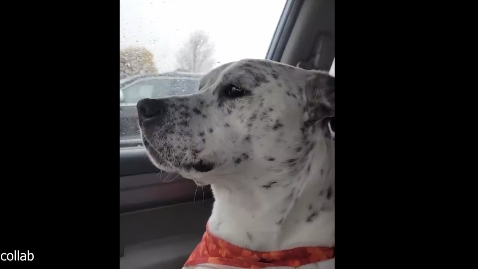 Собаки и кошки смотреть онлайн