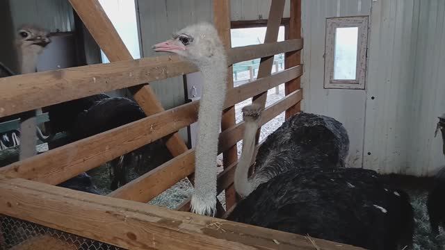 ХАРАКТЕРЫ смотреть онлайн