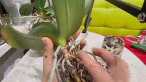 Орхидеи не пересаживались лет сто! Что делать?!