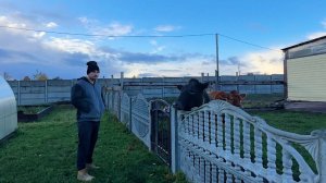 Коровы снесли ворота. Подсчитываем убытки. Пора с этим заканчивать.