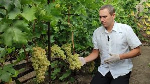 Виноград кишмиш "Столетие". Саженцы и черенки винограда по РФ. Евгений РОМАН.