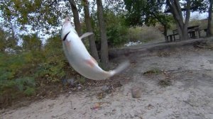 Вечерний выезд на рыбца, хороший клев .Фидерная ловля.