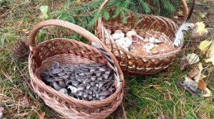 Грибные новости от 13 октября 2025г. / Смоленская обл.