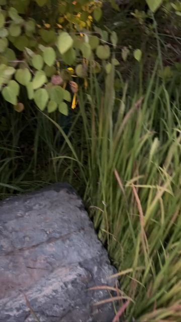 18 Оригинальное освещение в Японском саду смотреть онлайн