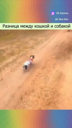 Разница между кошкой и собакой