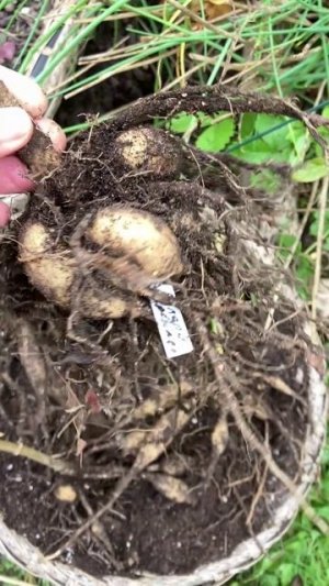 Можно ли сохранить георгины, выращенные из семян или черенков