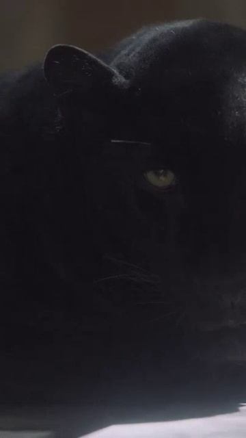 Pantera. смотреть онлайн