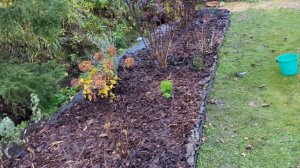 20-10-2025.Дача.Обрезаю пионы.Закрываю клумбу текстилем и пересаживаю тую.(11.-12.10.25)