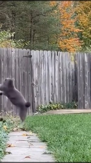 Схватка 🐱И🐻