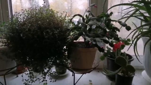 14-10-2025 добро с праздником. распаковка чек смотреть онлайн