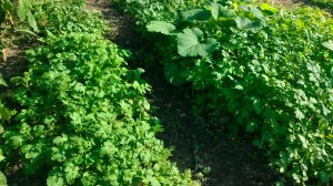 Жизнь станичная на пенсии. Наш ужин.