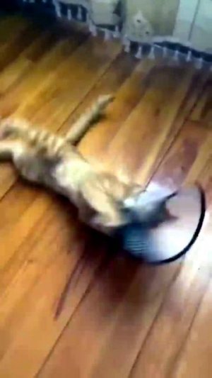 ПЕРВАЯ РЕАКЦИЯ