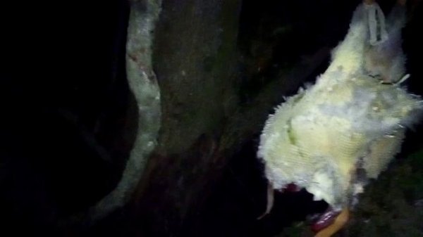 ОХОТА НА УТКУ В октябре 2025