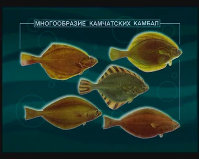 Сколько видов из семейства Камбаловые — Pleuronectidae встречаются у берегов Камчатки ? смотреть онлайн