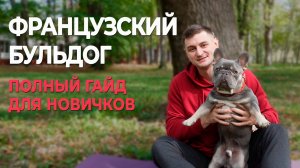 Французский бульдог. Стоит ли заводить? Что нужно знать до покупки? Полный гайд для новичков