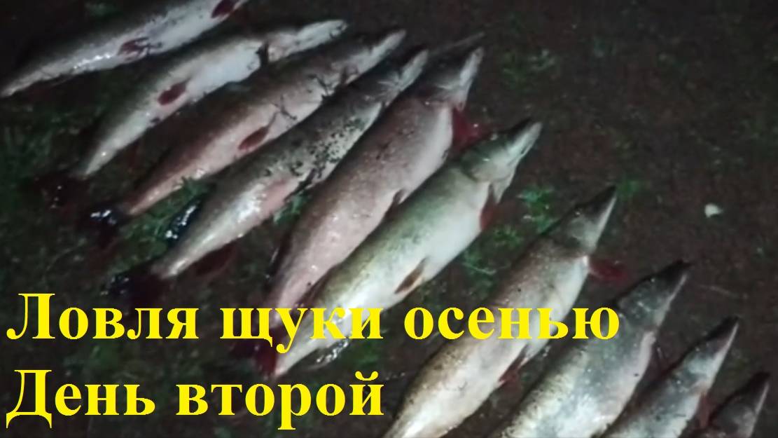 Ловля осенней щуки на джиг. Второй день смотреть онлайн