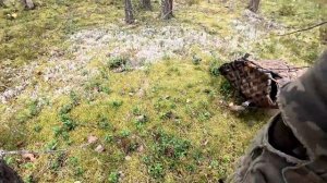 ГРИБНИК ЗАШЁЛ В ЛЕС И ОБАЛДЕЛ. БУМ БЕЛЫХ ГРИБОВ В КАРЕЛИИ. СБОР БОРОВИКОВ. ЗА ГРИБАМИ НА КВАДРИКЕ.