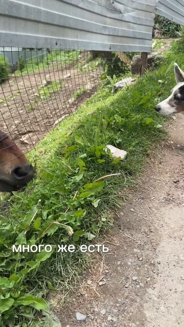 Знакомство с лошадью) смотреть онлайн