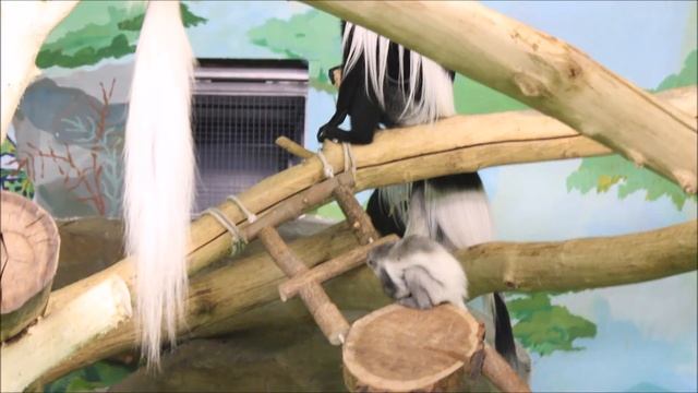 Малыши восточных колобусов резвятся 08.10.2025 смотреть онлайн