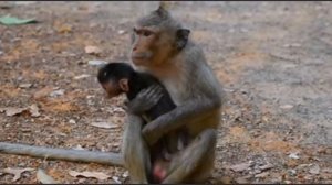 Маленькая молодая мама-обезьянка делит трапезу со своим детёнышем ... 1000037943.mp4