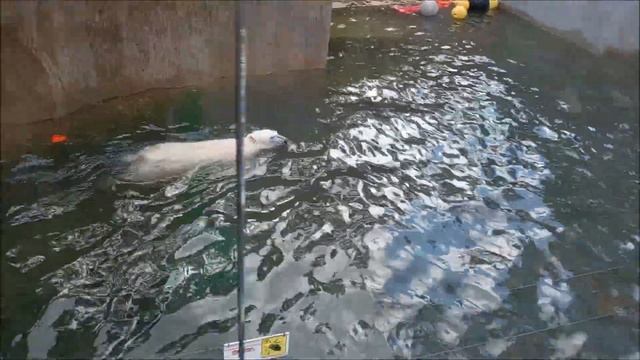 Медвежата выспались, покушали и можно поплавать 08.10.2025 смотреть онлайн