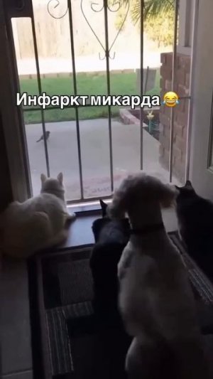 Котоинфаркт 🙀