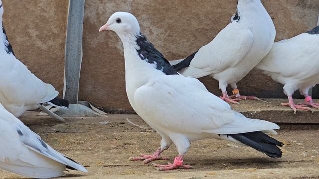 Бойные голуби. Бакинцы. ДОНЕЦК ДНР.