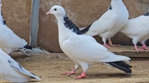 Бойные голуби. Бакинцы. ДОНЕЦК ДНР.