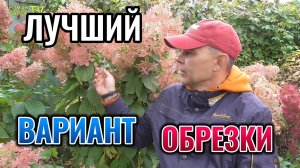 Самый лучший вариант обрезки и подготовки метельчатой гортензии к зиме 🌸