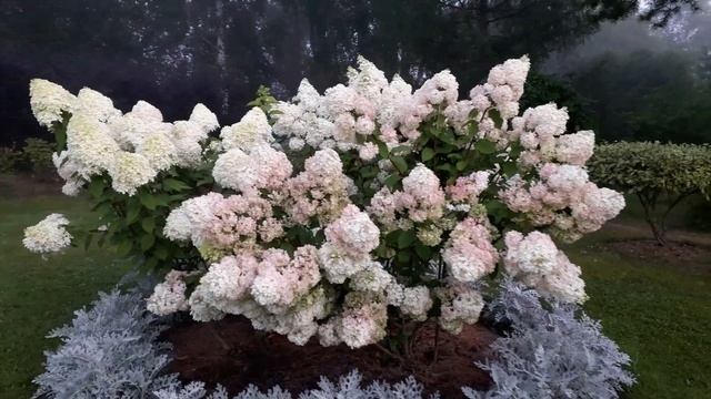 Гортензии в саду 23 августа 2025 смотреть онлайн