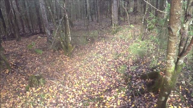 Охота на зайца с гончими. Восьмой. Выезд 13.10.2025г.