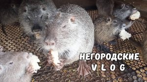 Утро и вечер на хозяйстве. Подкармливаем Нутрий хлебом. 11.10.25