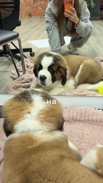 Собака на вокале смотреть онлайн