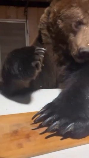 Медведь-попрашайка