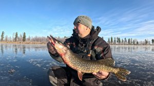 Первый лёд на Ямале 2025-2026 щука на жерлицы.