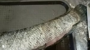 Сахарные карасики