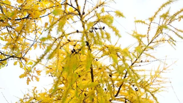 Imperial Garden ОСЕНЬ 2025