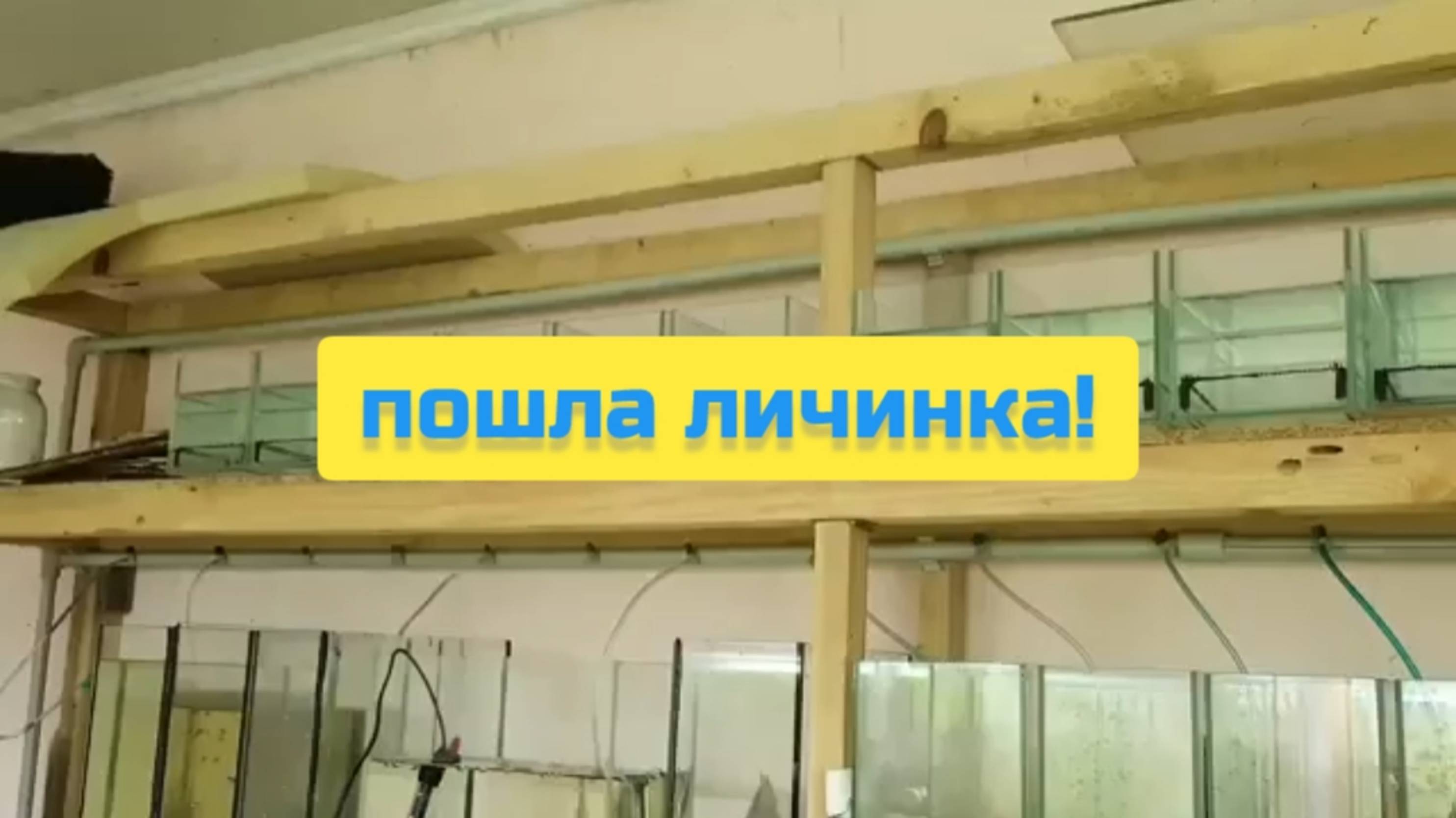 ПОШЛА ЛИЧИНКА! смотреть онлайн