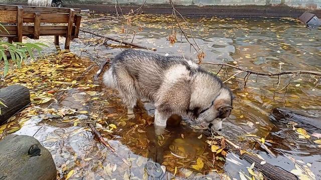 Маламут опять бобра включил 🦫🤦🏻♀️😂🐾🐺🐻❤️ #маламут VID_20251014_135538 #malamute #собака #живо