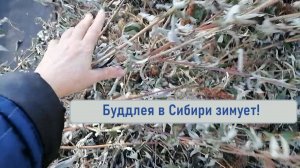 Буддлея в Сибири, укрытие на зиму